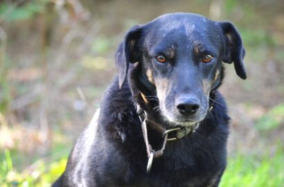 Miniaturka dla: Jasmin