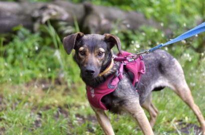 Miniaturka dla: Kalia