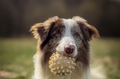 Miniaturka dla: Benson