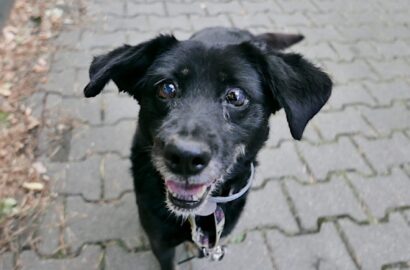 Miniaturka dla: Kumo