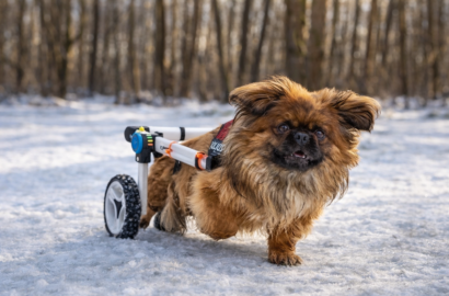 Miniaturka dla: Chappy