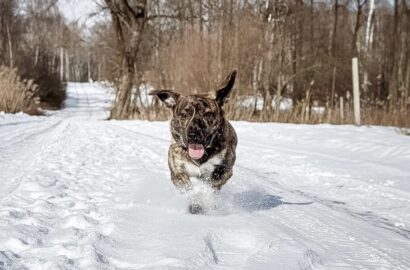 Miniaturka dla: Bajeczny