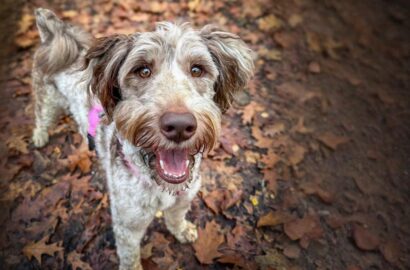 Miniaturka dla: Smokey