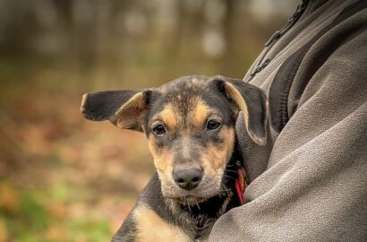 Miniaturka dla: Jive