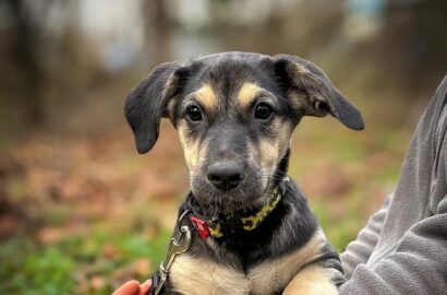 Miniaturka dla: Disco