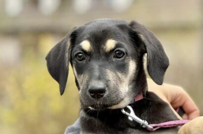 Miniaturka dla: Zumba