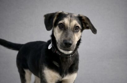 Miniaturka dla: Disco