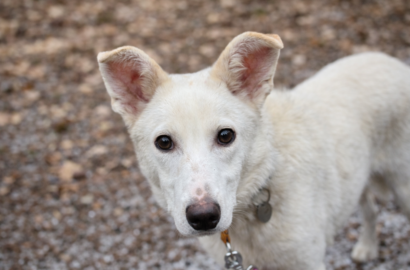 Miniaturka dla: Modi