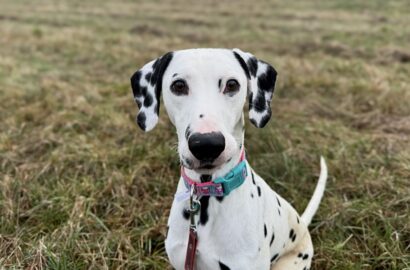 Miniaturka dla: Pongo