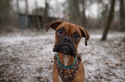 Miniaturka dla: Dżaga