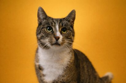 Miniaturka dla: Stylia