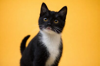 Miniaturka dla: Versa