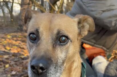 Miniaturka dla: Frost