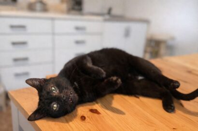 Miniaturka dla: Ninja