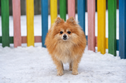 Miniaturka dla: Alvin