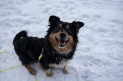 Miniaturka dla: Nuri