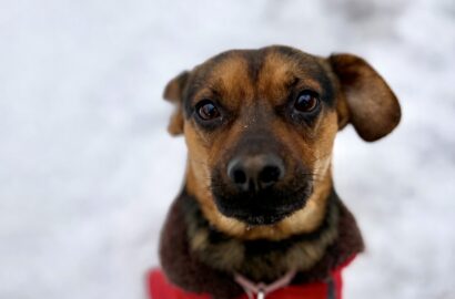 Miniaturka dla: Rasti