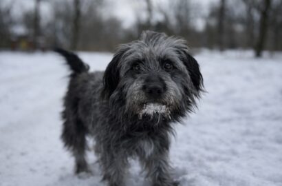 Miniaturka dla: Frajda