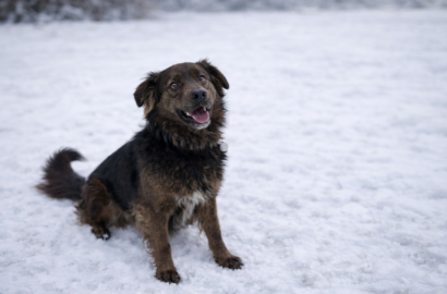 Miniaturka dla: Tropek