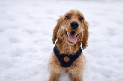 Miniaturka dla: Nikoś