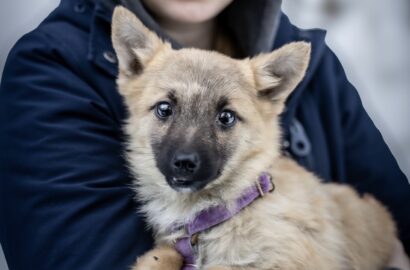 Miniaturka dla: Skrzat